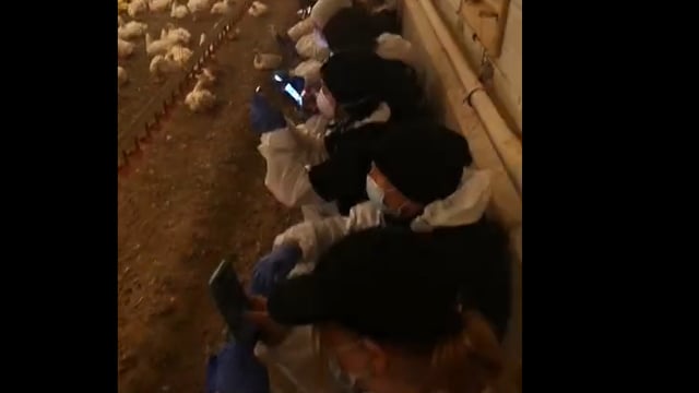 Animal rights activists target Armagh poultry farm