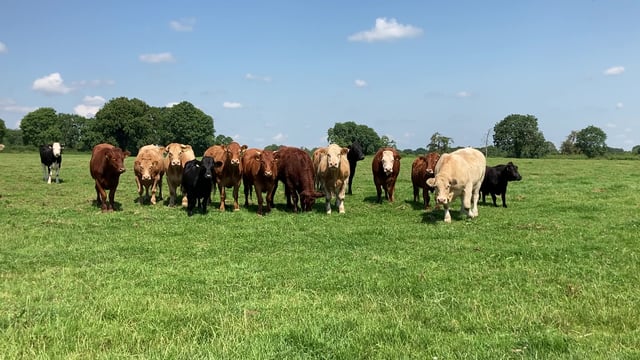 CSO: €533.5m increase in agricultural operating surplus for 2021