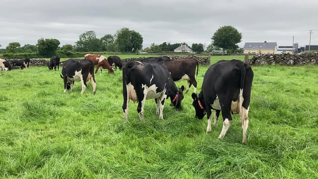 Maximising grazing in this week's good weather