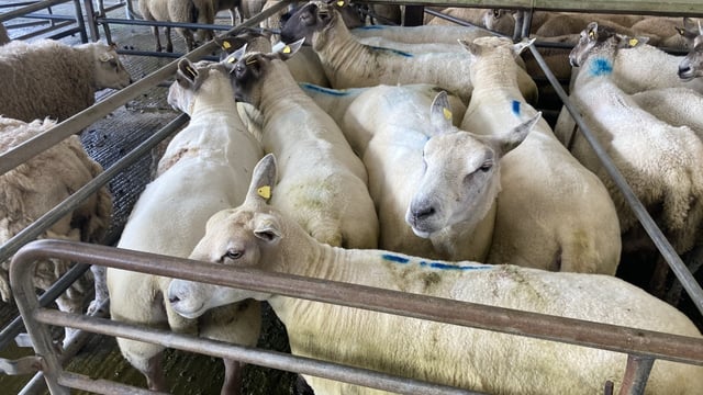 Sheep trade: Ewe and lamb quotes take a hit