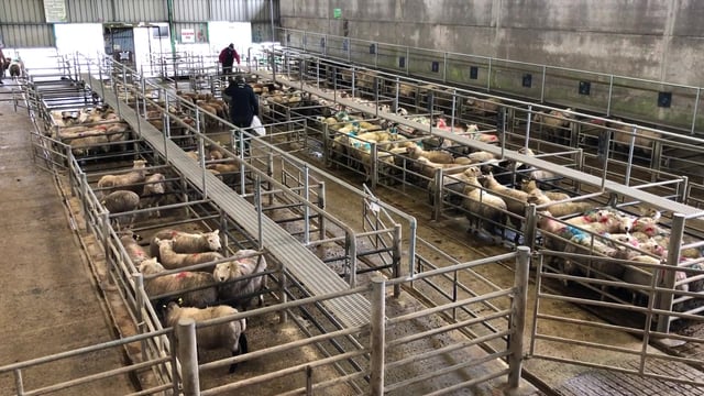Sheep marts: Heavy lambs hit €179 at Ennis Mart