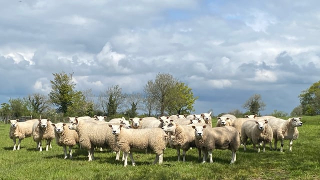 Sheep trade: Lamb price lifts as Eid al-Adha drives demand