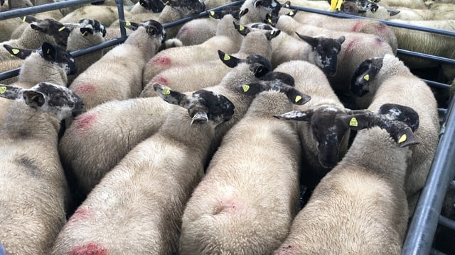 Sheep trade: Lamb prices come under pressure