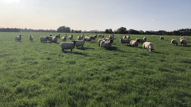 Sheep management: Giving time to put condition back on ewes
