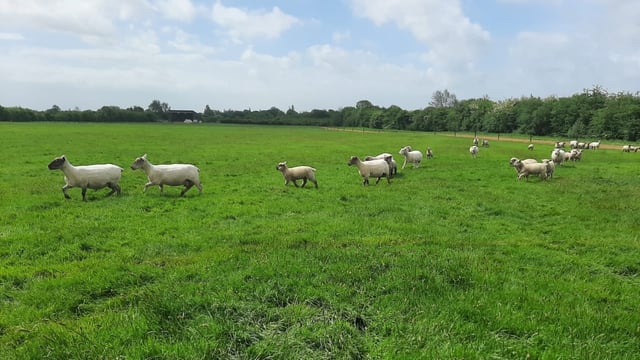 Sheep farmers 'under no pressure' to offload lambs