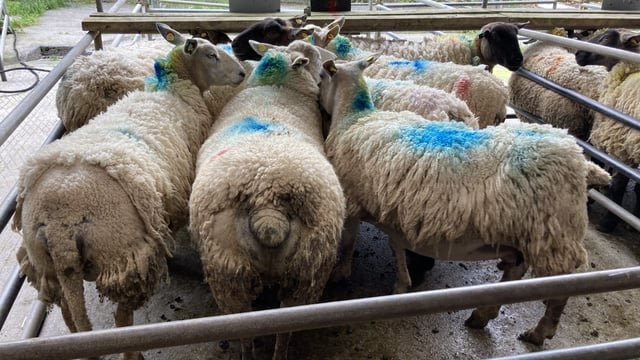 Cull ewe prices top €226/head at sales on Monday, as lamb prices also improve