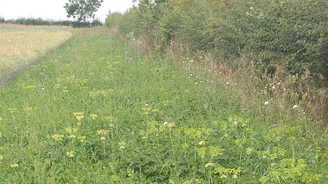 Laois farmer gets enthusiastic response to biodiversity project