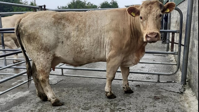 Cow trade: Home demand firm as northern activity eases