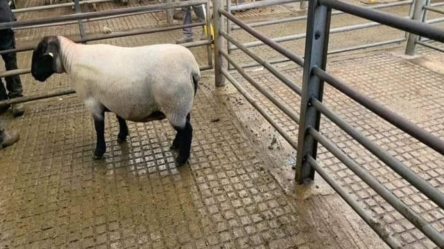 127kg ewe hits €222 at Ballyjamesduff Mart