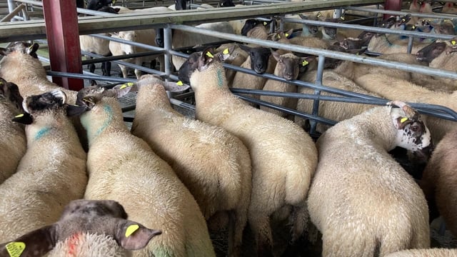 Northern sheep trade: Lamb prices strengthen
