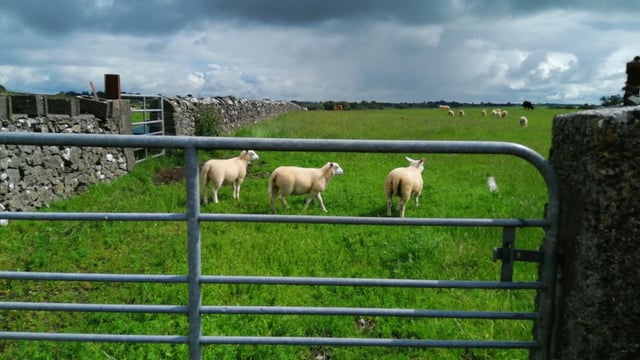 Sheep trade: Demand stemming from Eid al-Adha driving prices on