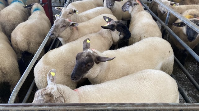 Sheep trade: Lamb quotes back 5-20c/kg from late last week