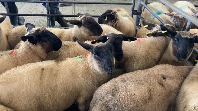 Sheep trade: Lamb quotes fall back 10c/kg to range from €6.00-6.20/kg