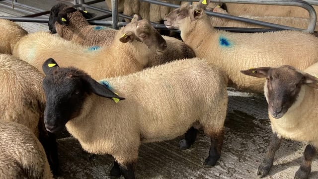 UK sheepmeat production down in June
