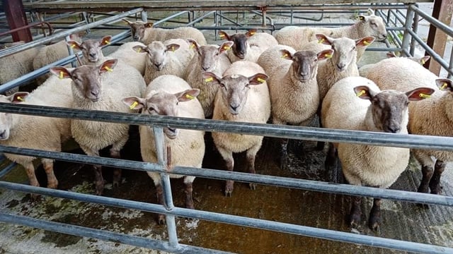 Sheep trade: Lamb prices ease a further 10-20c/kg