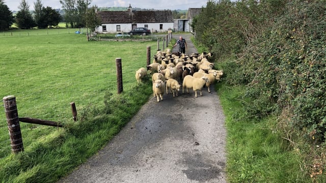 'Factories actively seeking lambs as demand for Eid al-Adha increases'