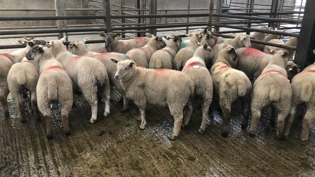 Sheep trade: Prices largely steady coming into this week