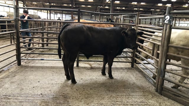 Viastar seeking 1,800 bulls ranging from 250-400kg