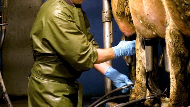 Milking routine: Start as you mean to go on