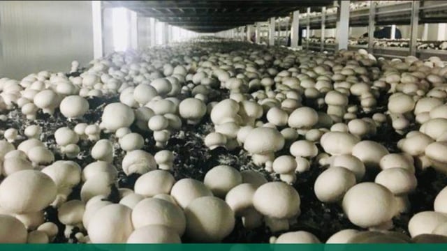 700 work permits issued to agri sector in Q1 2025 - DETE