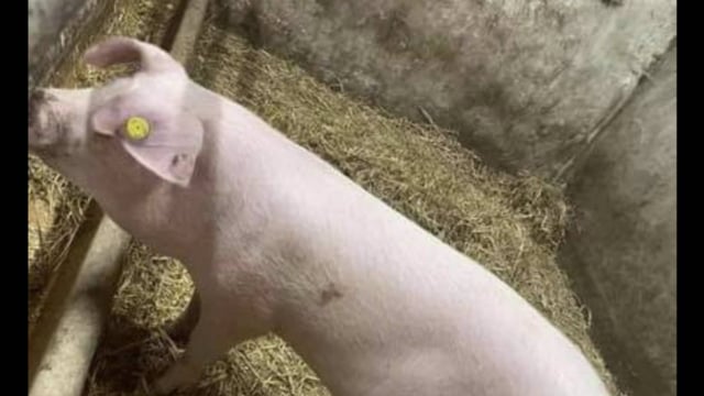 Info sought following road collision involving pig