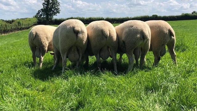How many farmers have selected a genotyped ram action?