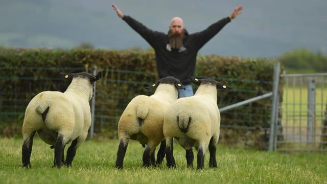 The Big Boy Ram Sale set to see 180 rams up for grabs this Friday