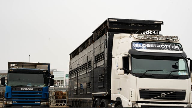 Revealed: Number of cattle exported north this year