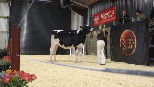 Sizzling top price of 14,000gns at Summer Sizzler