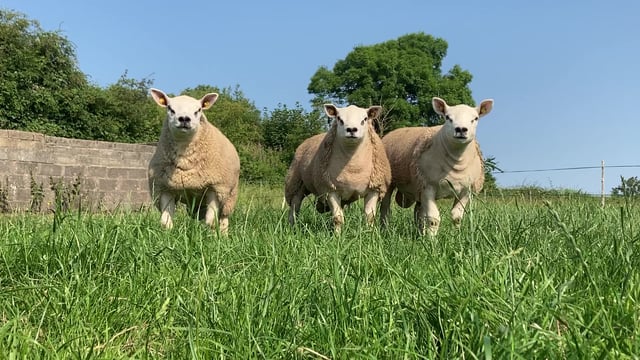 Sheep Focus: Heading for Carrick for the 4th year in a row for the Big Boy Ram Sale