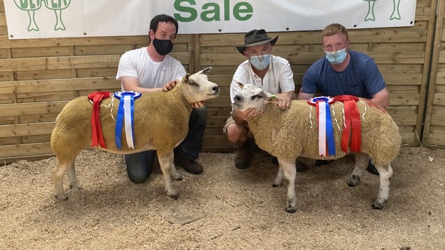 Belgian Beltex Elite Sale sees a shearling ewe top it at €1,740