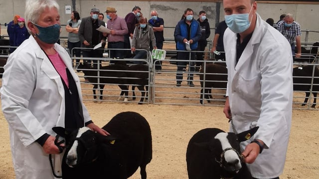 Champion ewe lamb tops the Zwartbles Eire elite show and sale at €950