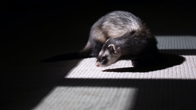 Applications sought for cat, dog and ferret quarantine facility