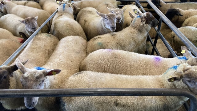 Sheep trade update: Lamb prices holding steady