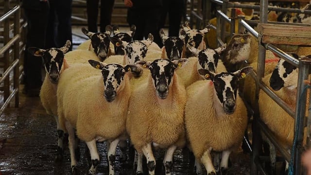 Mayo Mule and Greyface sale sees easier trade than last year