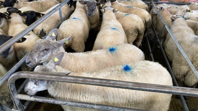 Farmers getting nearly €22 more than last year on a 21.5kg lamb carcass