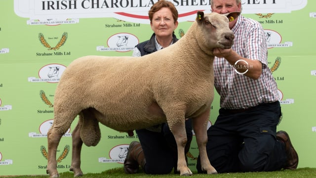 Video: 'Record sale' for Charollais Sheep Society