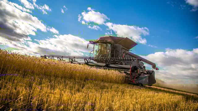 CSO: Wheat, barley and oat production increased in 2021