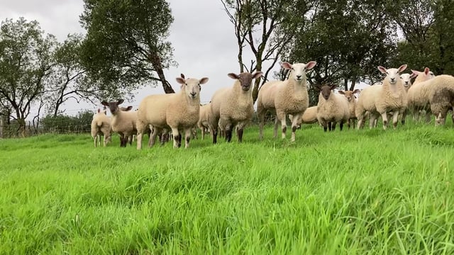 Sheep trade: Spring lamb quotes slip by up to 65c/kg