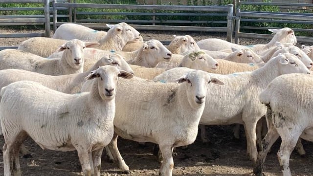 26 Australian White commercial ewes sell for 'record price' of almost €750/head