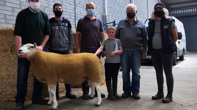 Records smashed at Belclare Sheep Society premier sale