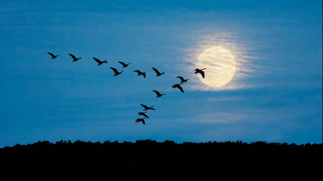 Bird flu: Number of highly pathogenic cases in wild birds confirmed