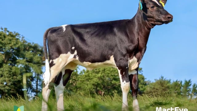 Video: 3-month old Holstein heifer sells for over €49,000