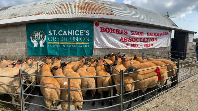 Borris Ewe Breeders' second sale sees prices reach €300/head