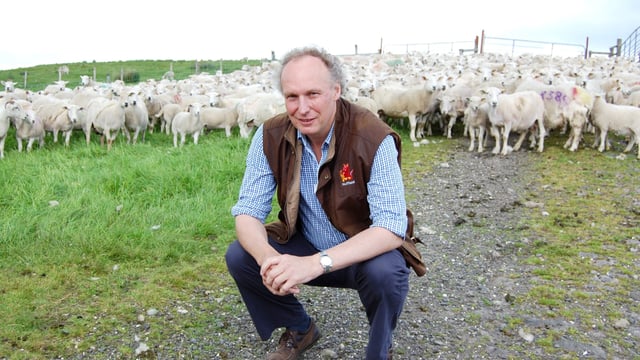 Irish Easy Care sheep embryos heading for New Zealand