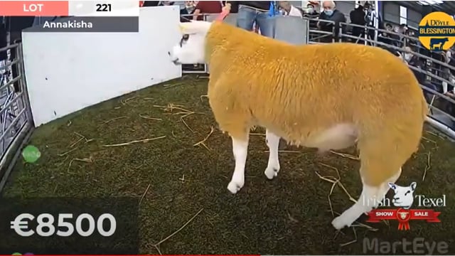 Watch as Texel ram lamb sells for €10,000 at Blessington