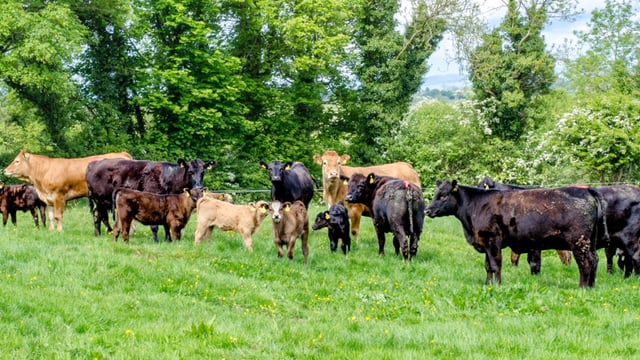 Intensify livestock production in 'relevant locations' - FAO