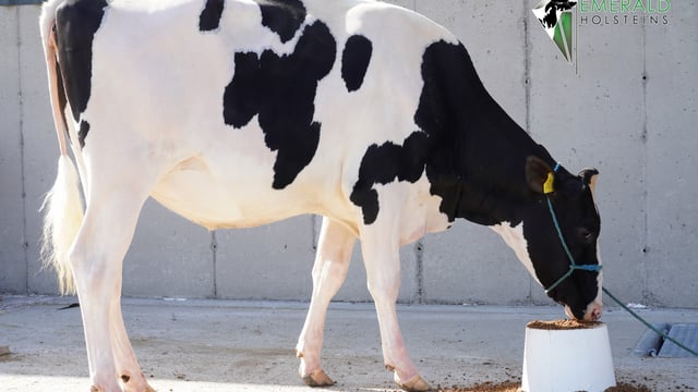 Pics: Top price of 6,650gns hit at Emerald 'cream of the crop' sale