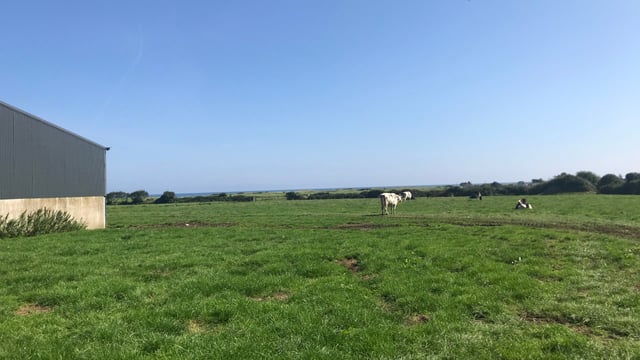 Dairy Focus: 40 years of breeding at Tubbertoby Holstein