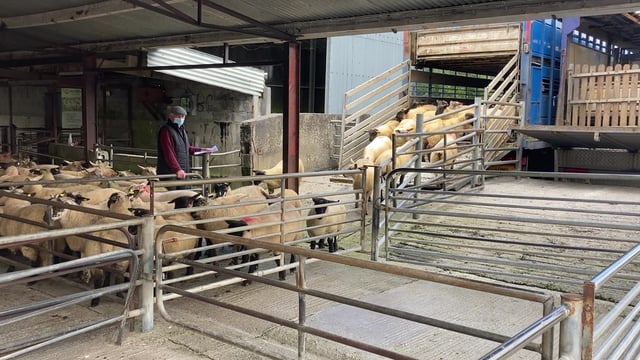 Sheep kill: 136,000 less sheep processed compared to this time last year